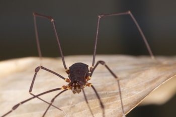 Media type: image;   Invertebrate Zoology 31589